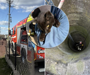 Mruczek wpadł do starej studni. Rozpaczliwym miauczeniem wołał pomocy