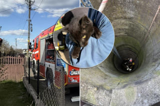 Mruczek wpadł do starej studni. Rozpaczliwym miauczeniem wołał pomocy