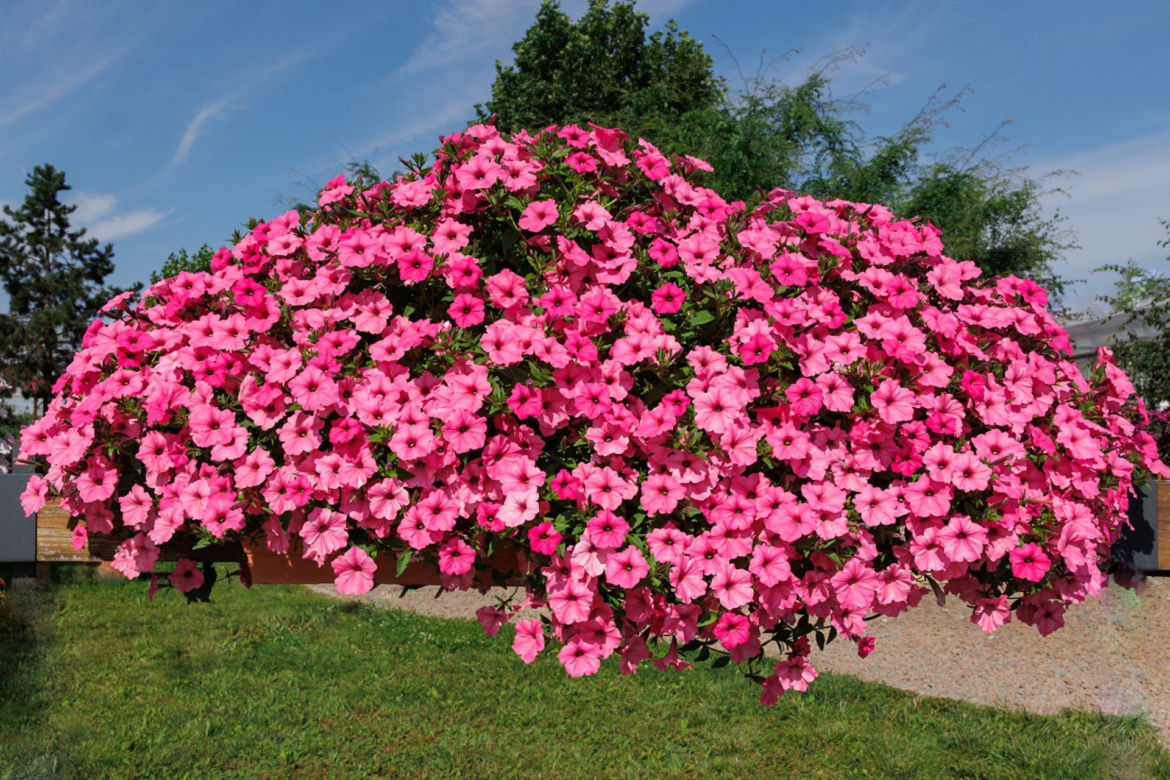Supertunia Vista