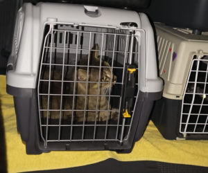 Piekło za zamkniętymi drzwiami. 18 zwierząt żyło wśród robactwa i śmieci!