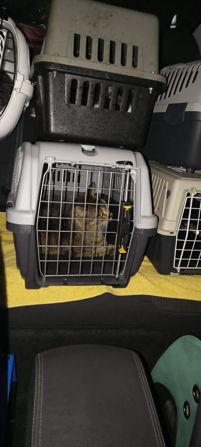 Piekło za zamkniętymi drzwiami. 18 zwierząt żyło wśród robactwa i śmieci!