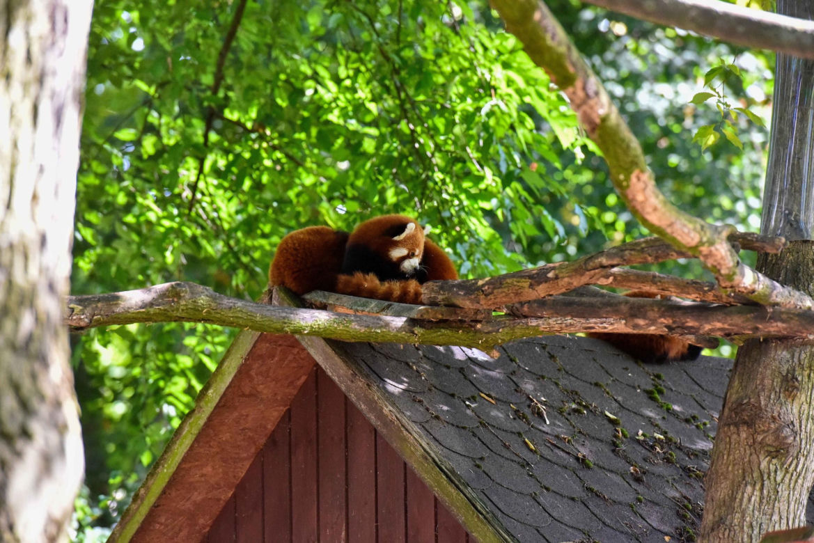 Powitajmy dwóch nowych mieszkańców toruńskiego ogrodu zoobotanicznego!