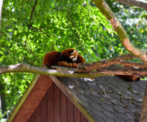 Powitajmy dwóch nowych mieszkańców toruńskiego ogrodu zoobotanicznego!