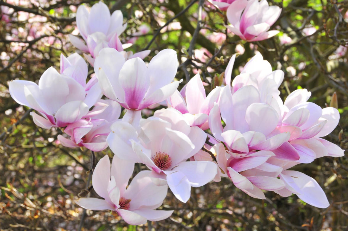 Festiwal Hanami w Powsinie. Celebruj wiosnę w japońskim stylu 