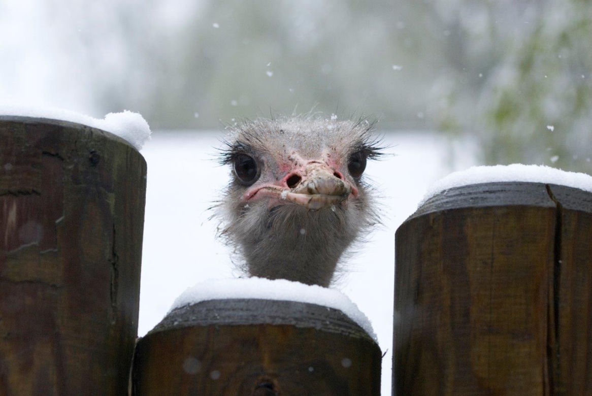 "My się śniegu nie boimy!". Zima zawitała do krakowskiego ZOO