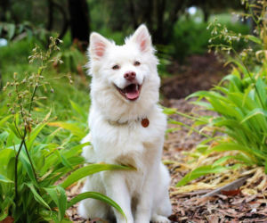 Jak dobrze znasz swojego psa? Quiz dla właścicieli czworonogów