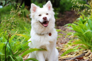 Dlaczego nie warto zostawiać psa przed sklepem?