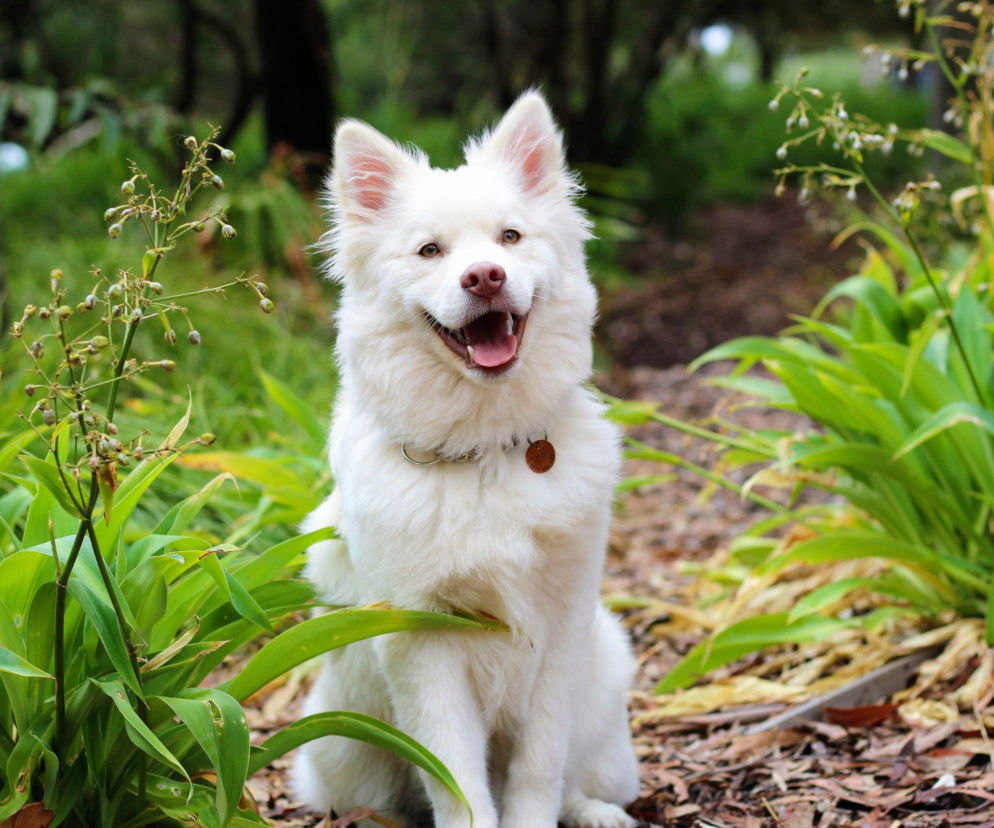 Jak dobrze znasz swojego psa? Quiz dla właścicieli czworonogów