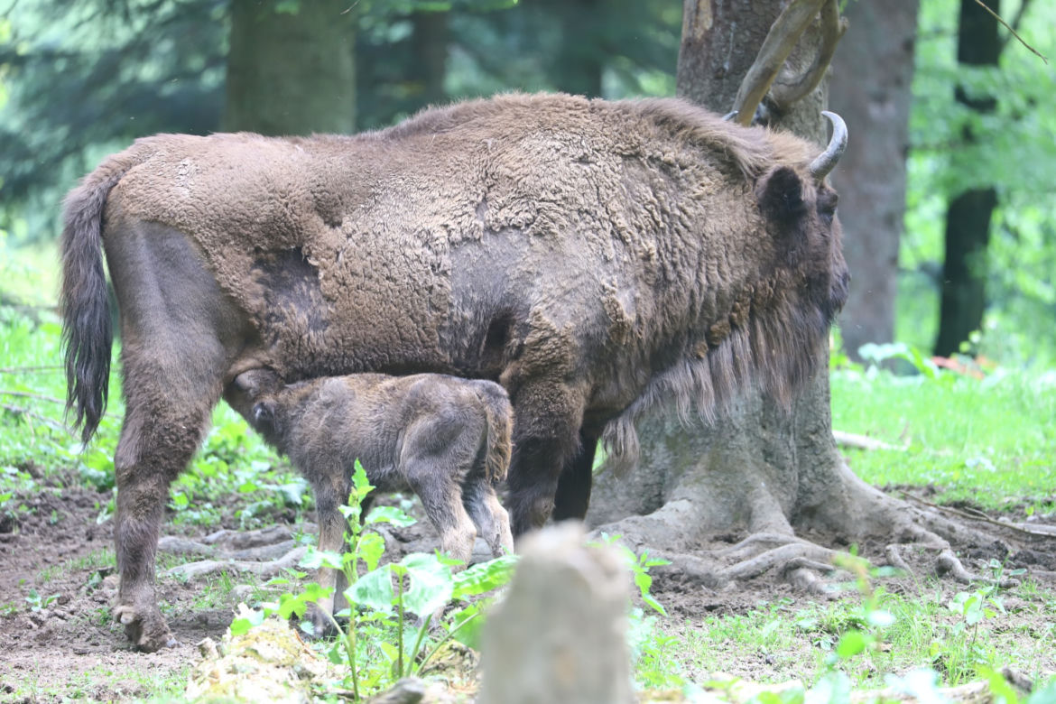 Żubrów w Mucznem coraz więcej! W stadzie pojawiły się dwa małe cielaczki