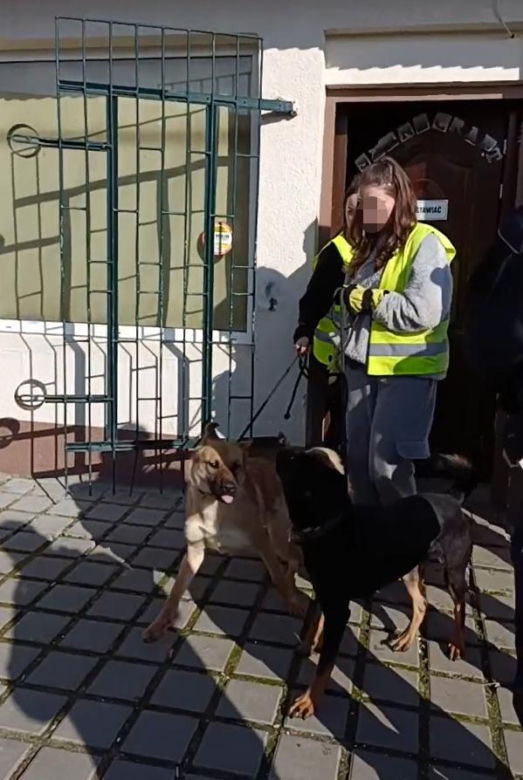 Toruńska Kocia Straż. Odebrano zwierzęta