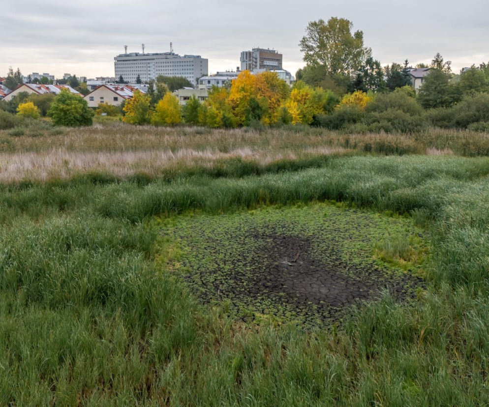 Wyschnięte dno Jeziora Imielińskiego otoczone trzcinami. O skutkach zmian klimatu przeczytasz na Muratordom.