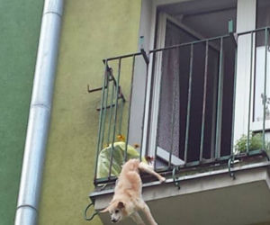 Pies uwięziony w barierce balkonu