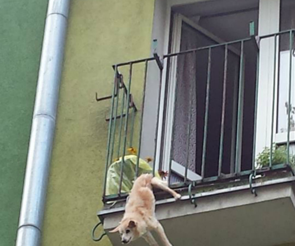 Pies uwięziony w barierce balkonu