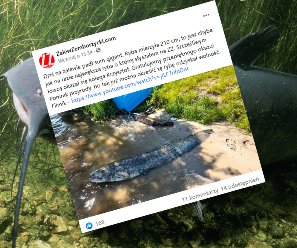 Rekordowa ryba wyłowiona z Zalewu Zemborzyckiego. Sum miał ponad dwa metry 