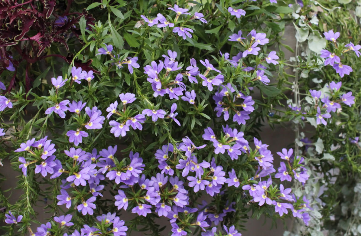 6. Kwiaty na balkon. Scewole - drobne ale urocze kwiatki