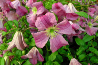 Powojnik 'Krakowiak'PBR - Clematis 'Krakowiak'PBR