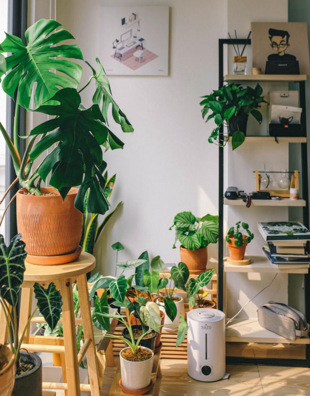 Monstera dziurawa (monstera deliciosa)