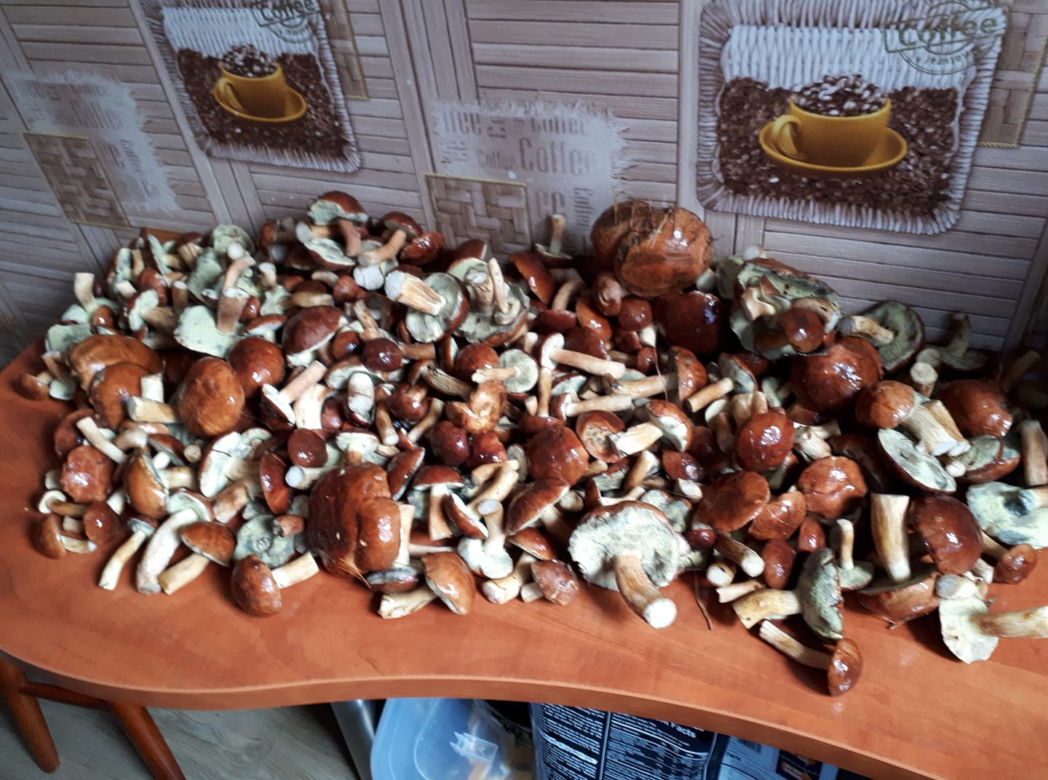 Wysyp grzybów w bydgoskich lasach! Takie okazy zebraliście! [ZDJĘCIA CZYTELNIKÓW]
