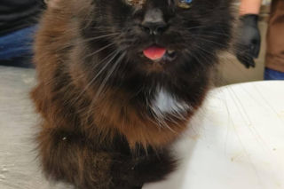 Horror we Wrocławiu! 46 kotów w jednym mieszkaniu. Głodne, niewidome, bez wody