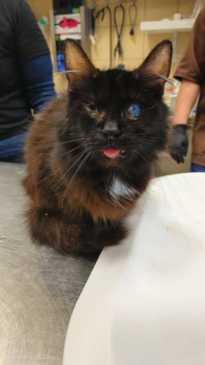 Horror we Wrocławiu! 46 kotów w jednym mieszkaniu. "Głodne, niewidome, bez wody"