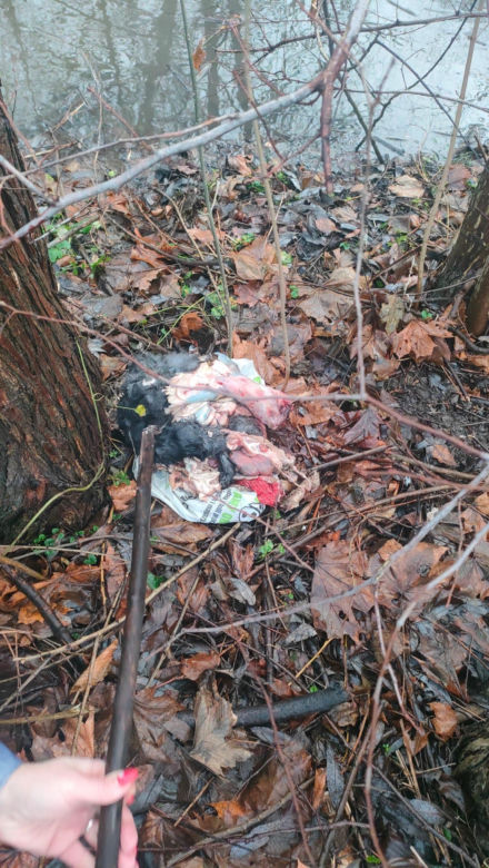 Makabra pod Rybnikiem. Znaleziono oskórowane zwłoki psa