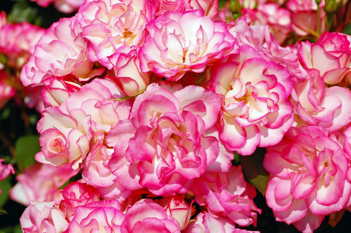 roze4.jpg