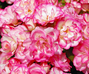 roze4.jpg
