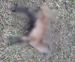 Koszmar w agroturystyce. Owce i daniele zagryzione, część zwierząt wrzucona do stawu!