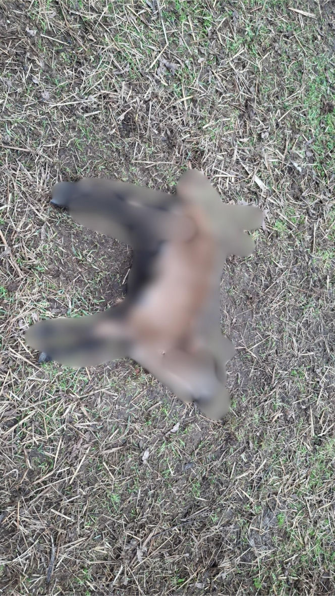 Koszmar w agroturystyce. Owce i daniele zagryzione, część zwierząt wrzucona do stawu!