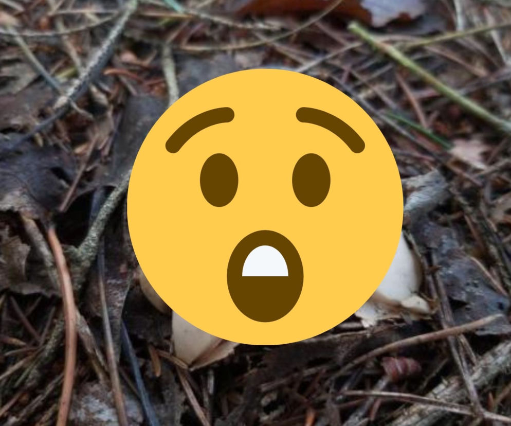 Dziwny grzyb wyglądający jak UFO! Takie cudo można znaleźć w polskich lasach [ZDJĘCIA]