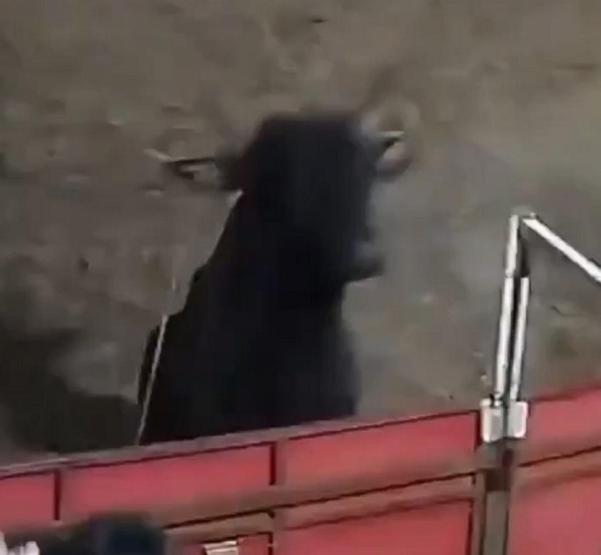 Szok na festiwalu! Byk wskoczył na widownię. Mocne wideo