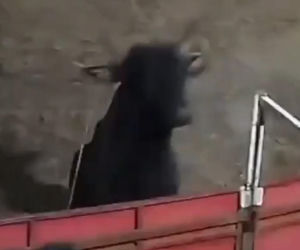 Szok na festiwalu! Byk wskoczył na widownię. Mocne wideo