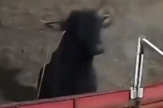 Szok na festiwalu! Byk wskoczył na widownię. Mocne wideo