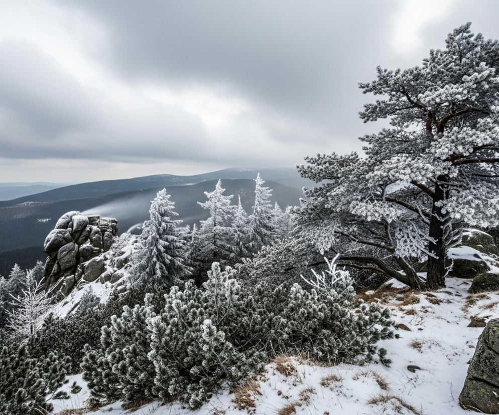 Krajobraz górski pokryty jest grubą warstwą śniegu. Na pierwszym planie, po prawej stronie, dominuje duże, rozłożyste drzewo iglaste z gałęziami obsypanymi szadzią. Obok niego, na ośnieżonym zboczu, leżą głazy porośnięte mchem. Po lewej stronie widać skaliste formacje, a za nimi rozciąga się pasmo górskie z licznymi drzewami iglastymi również pokrytymi śniegiem, zanurzające się w mglistym lub zamglonym horyzoncie. Niebo jest zachmurzone, szaro-białe, co podkreśla zimową, surową atmosferę.