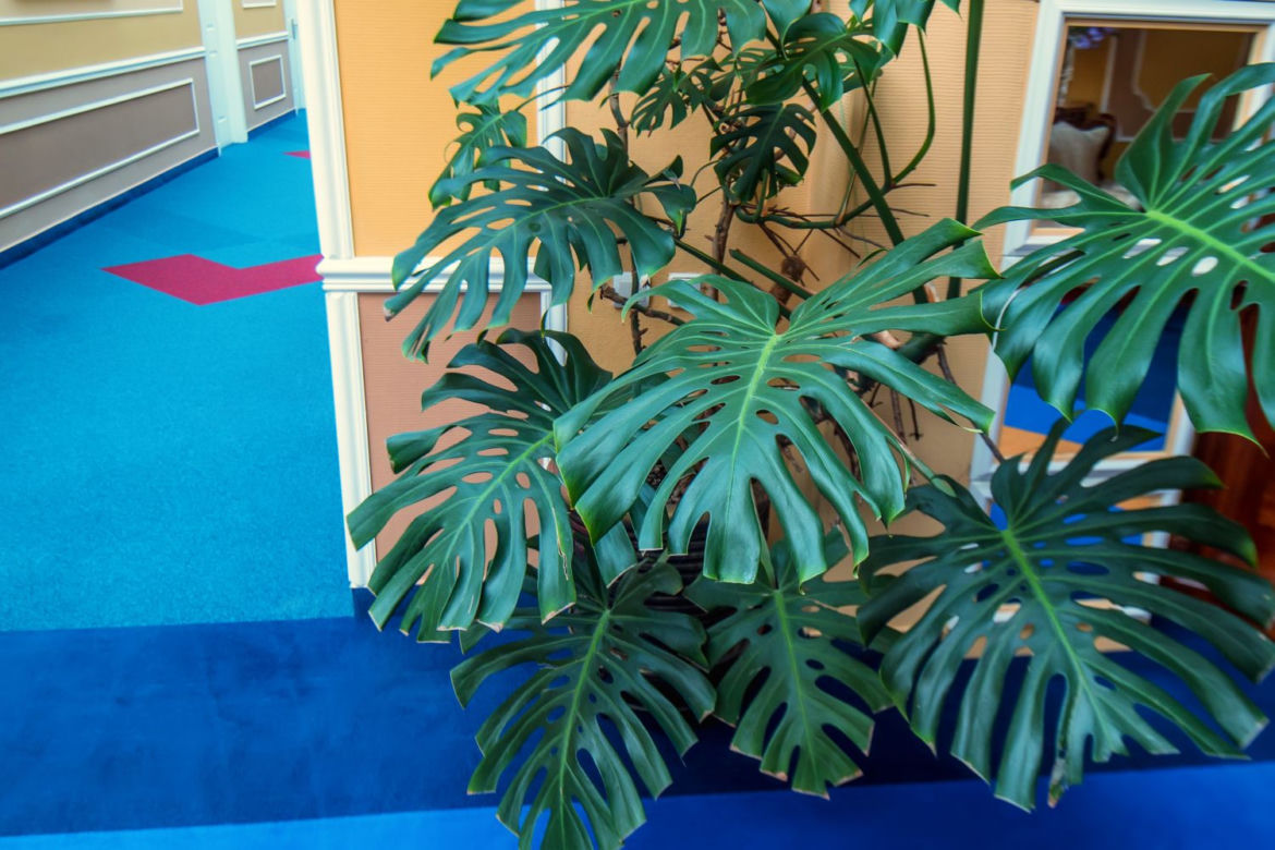 Monstera