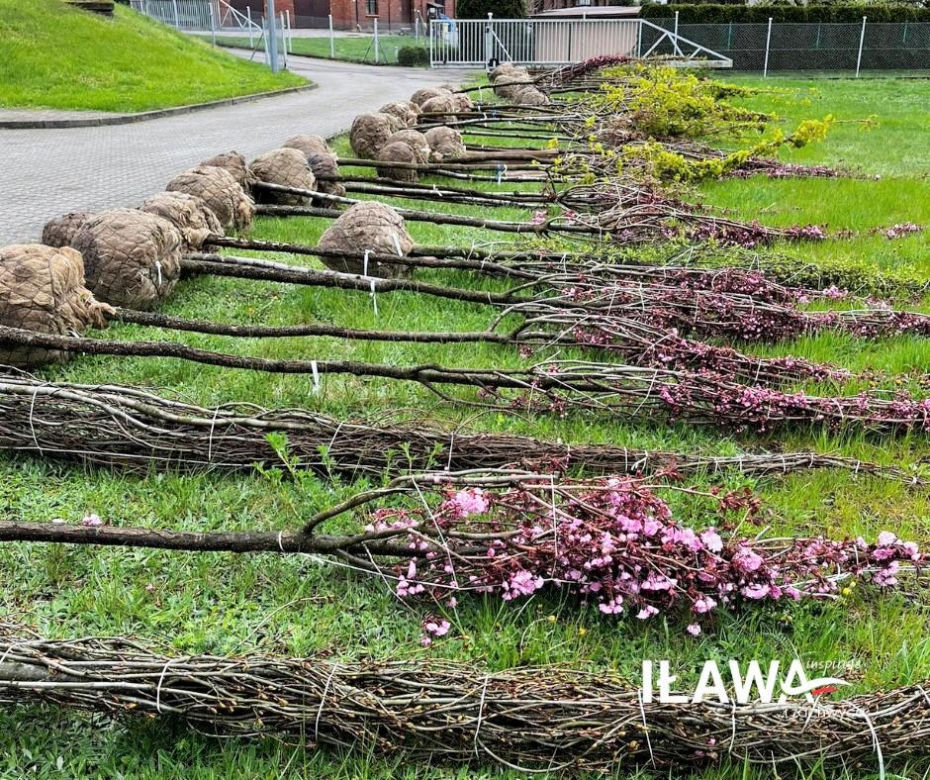 Dzień Ziemi w Iławie: Zielono w przedszkolu, zielono przy iławskich chodnikach i ulicach