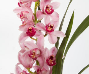 Cymbidium