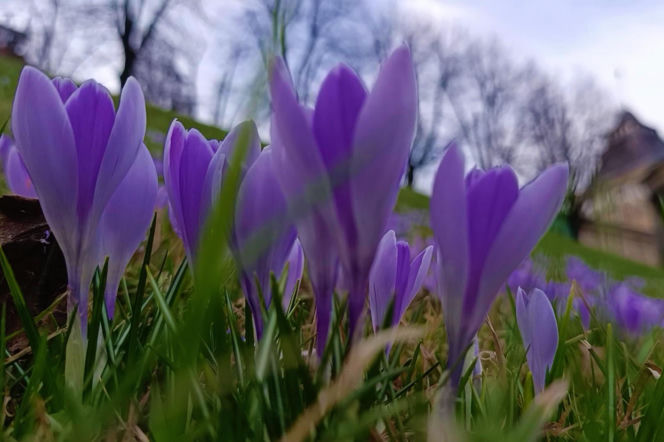 Pierwsze krokusy w Szczecinie