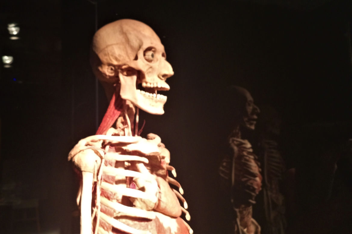 Wystawa Body Worlds w Szczecinie