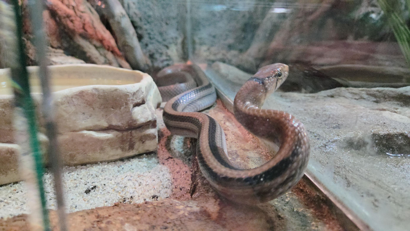 Egzotyczny świat na wyciągnięcie ręki! Zaglądamy do akwarium-terrarium w Myślęcinku