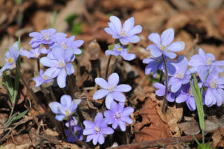 Przylaszczki zaczynają kwitnąć już w marcu!