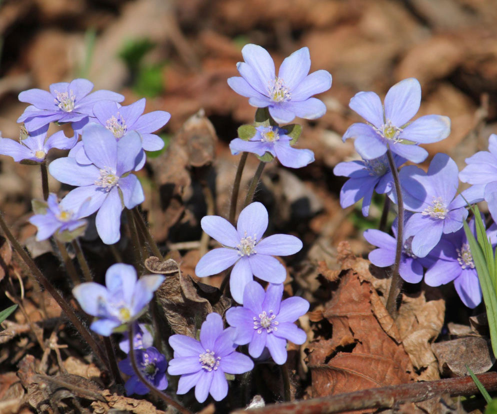 Przylaszczka pospolita