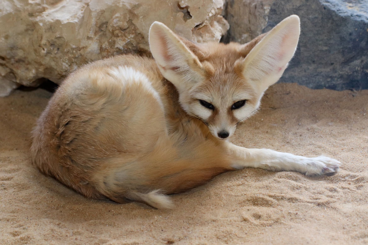 Fenek 