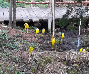 Wiosna budzi się w Arboretum w Bolestraszycach