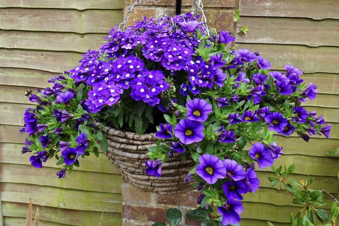 Petunia i werbena