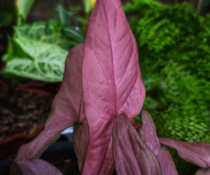 Syngonium