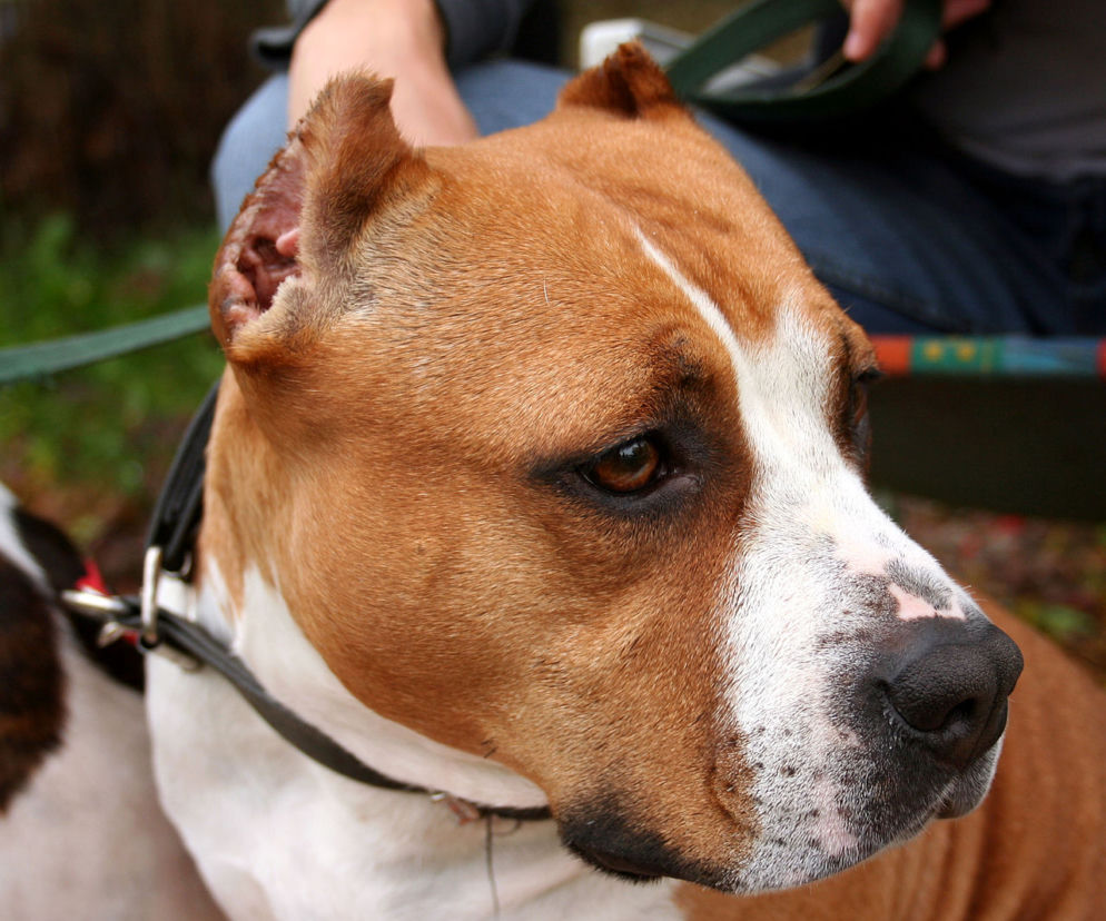 Sanok: Dwa amstaffy uwięzione w samochodzie