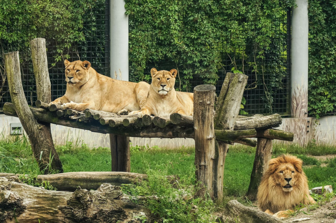 Najlepsze ogrody zoologiczne w Polsce [ZDJĘCIA]