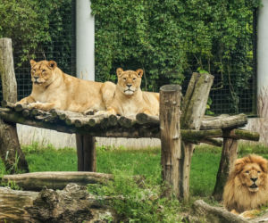 Najlepsze ogrody zoologiczne w Polsce [ZDJĘCIA]