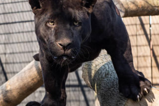 Potężny jaguar Rambo zamieszkał pod Lublinem. Mamy zdjęcia